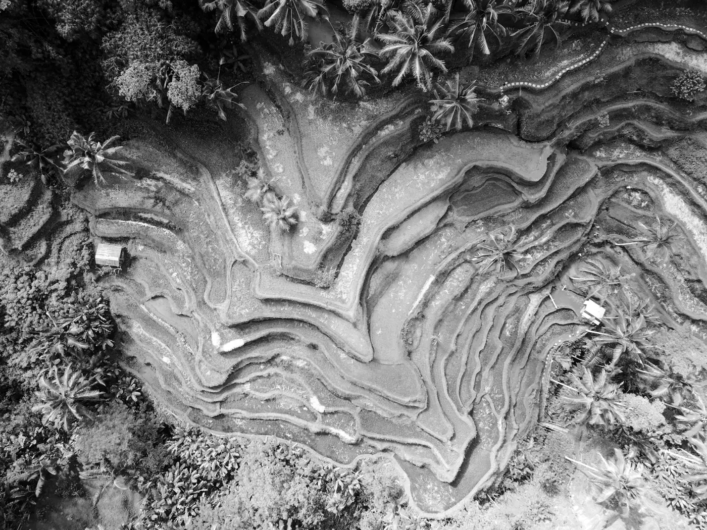 Rice terraces in Bali, seen from above